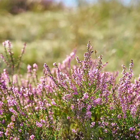 Hotel Hvideklit Ålbæk