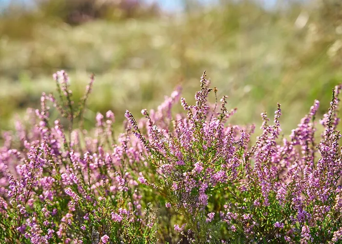 Hotel Hvideklit Ålbæk